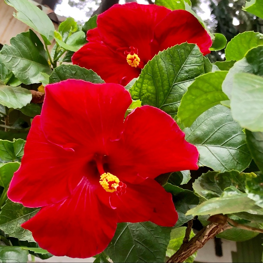 Meet your Posher, Patricie